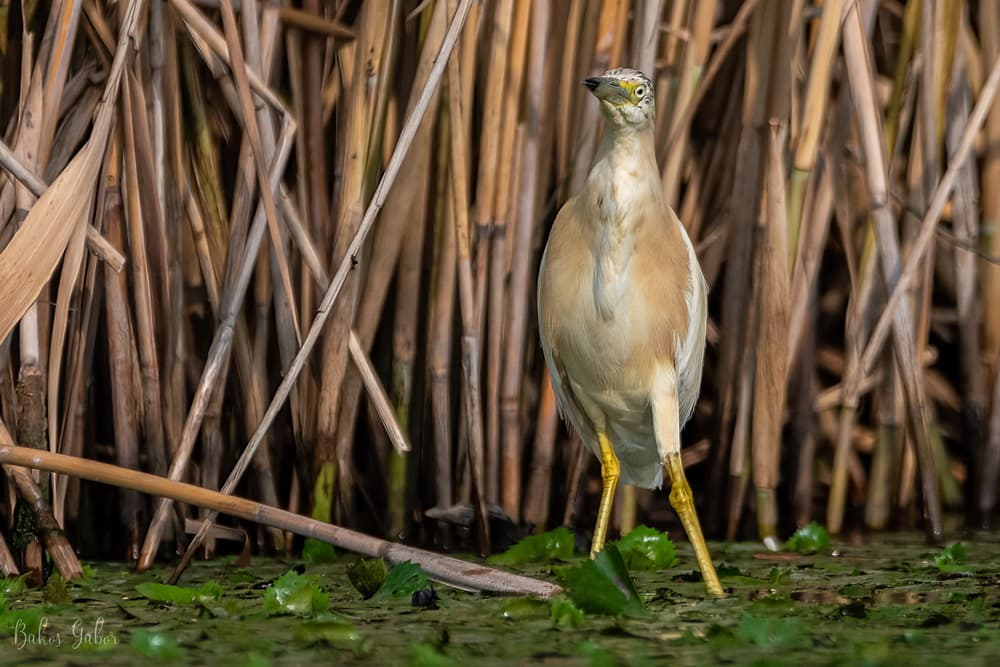 Tisza-tavi madárélet