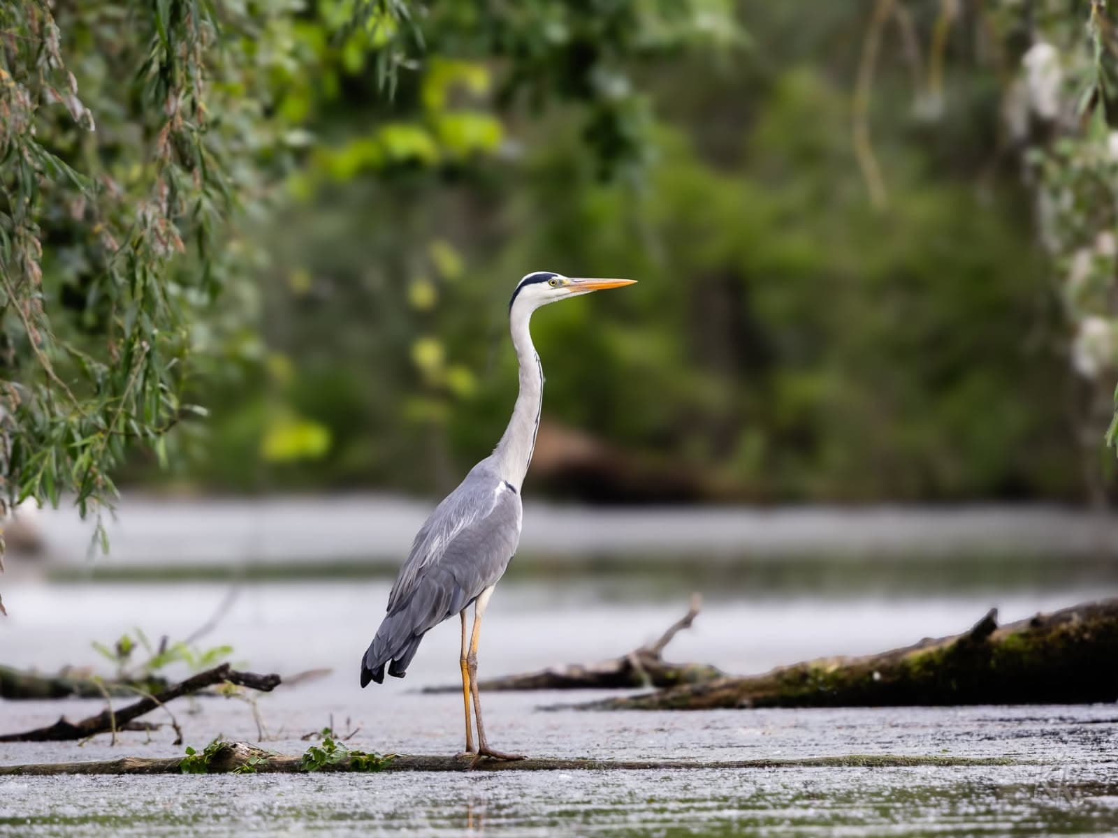 Szürke gém a Tisza-tavon