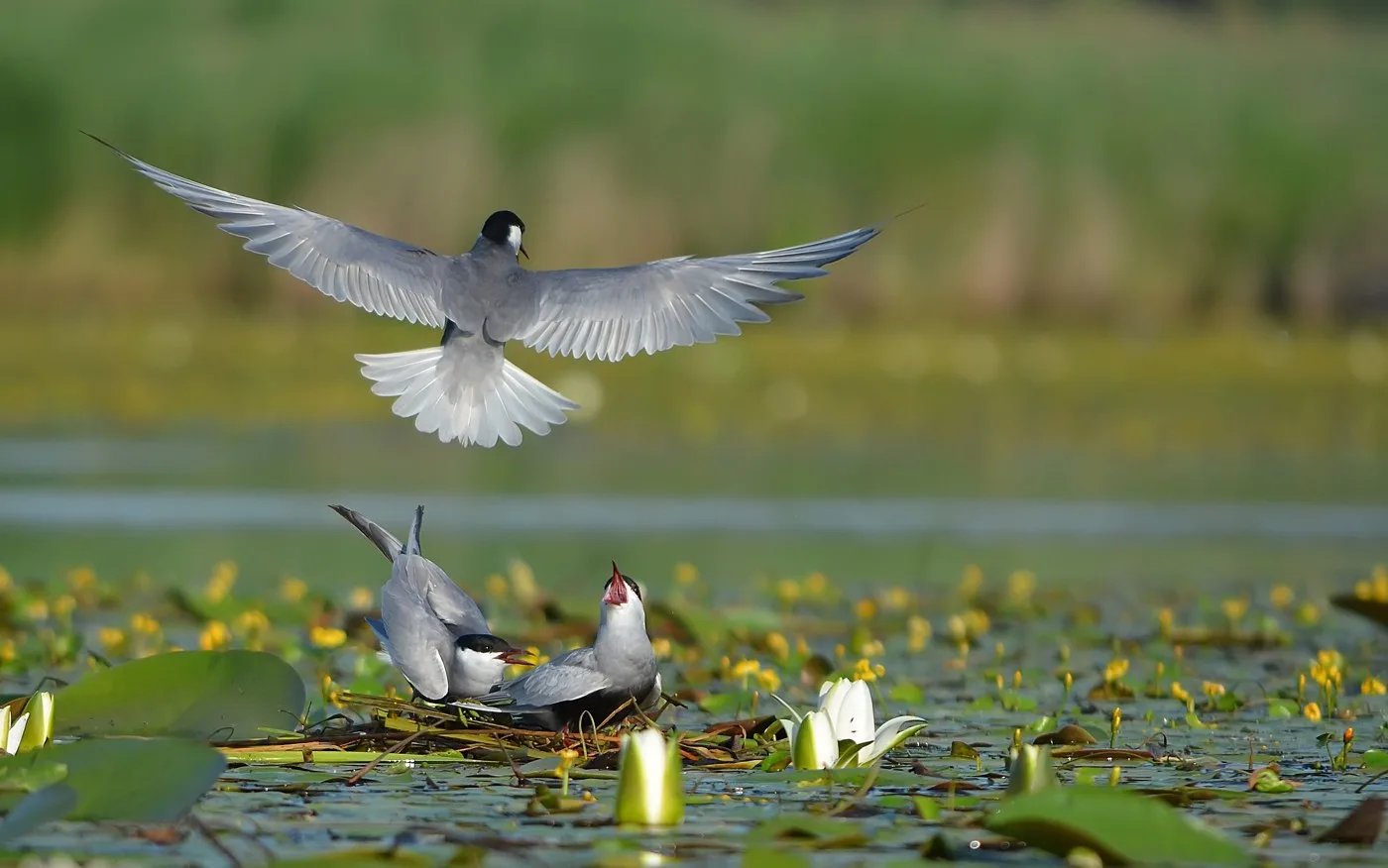 Madárrezervátumos csónaktúra – gémek a Tisza-tavon