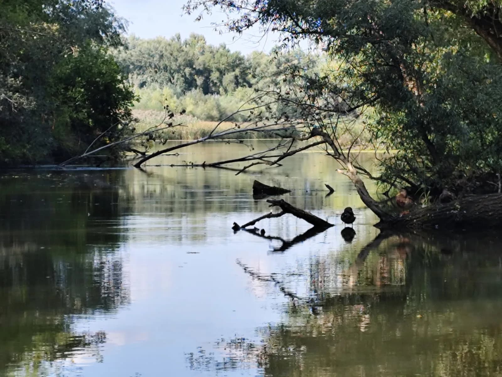 Vadregényes csatorna a Tisza-tavon – nádfal és tükrös víz
